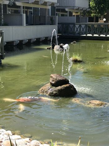 Beautiful waterways with exotic fish
